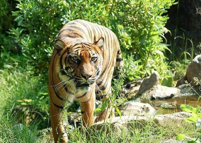 Harimau Sumatera Memangsa Kambing Ternak Warga, BKSDA Segera Turun ke Sedayu