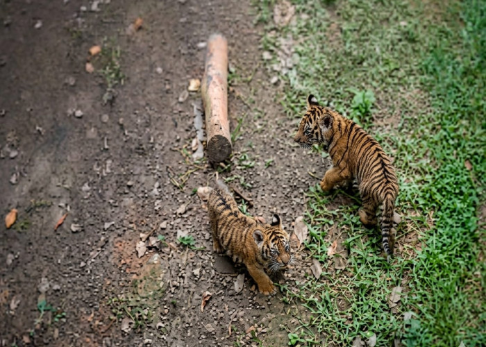 2 Bayi Harimau dari Induk Cacat Korban Jerat Gegerkan Dunia Konservasi