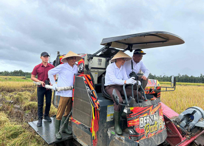 Kolaborasi Kejari dan Pemkab Tanggamus Raih Swasembada Pangan Dibuktikan Dengan Panen Raya