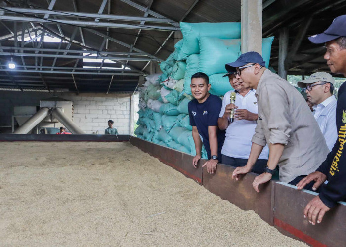Bed Dryer Beroperasi di Rawa Jitu Selatan, Harga Gabah Bisa Tembus Rp8.500/Kg