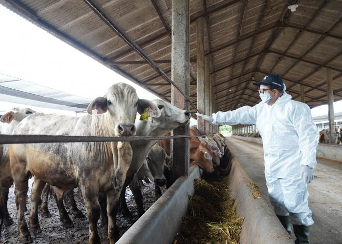 Pj Gubernur Lampung Pastikan Stok Daging Sapi Aman Menjelang Ramadhan dan Idul Fitri