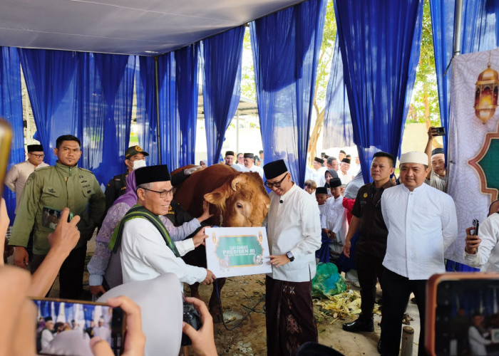 Gubernur Mirza Terima Sapi Kurban Jumbo dari Presiden Prabowo Berbobot 1,1 Ton
