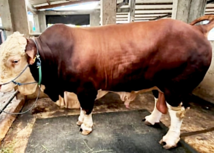 Presiden Salurkan 16 Sapi Kurban Jumbo untuk Lampung, Bobot Terbesar Tembus 1,1 Ton