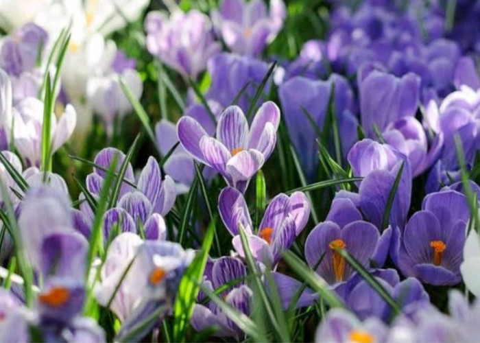 9 Manfaat Bunga Saffron untuk Kesehatan Yang Jarang Diketahui