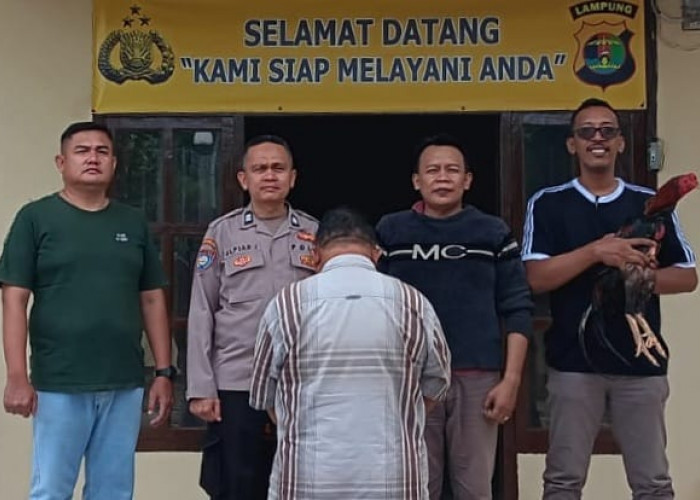 Curi Ayam Bangkok Birma, Warga Talang Padang Ditangkap Polisi