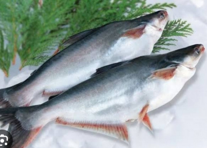 7 Manfaat Ikan Patin Untuk Kesehatan, Mulai Dari Menjaga Kesehatan Mata Hingga Daya Tahan Tubuh