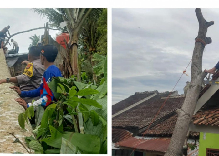 Angin Kencang Sebabkan Pohon Tumbang, 2 Rumah Warga Rusak 