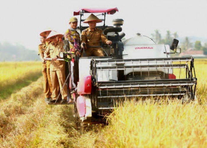 Bupati Pringsewu Panen Raya Corporate Farming, Dorong Aset Pekon Jadi Penggerak Ekonomi