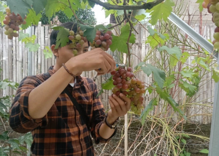 7 Manfaat Mengonsumsi Buah Anggur Untuk Kesehatan, Salah Satunya Dapat Mengurangi Gejala Alergi