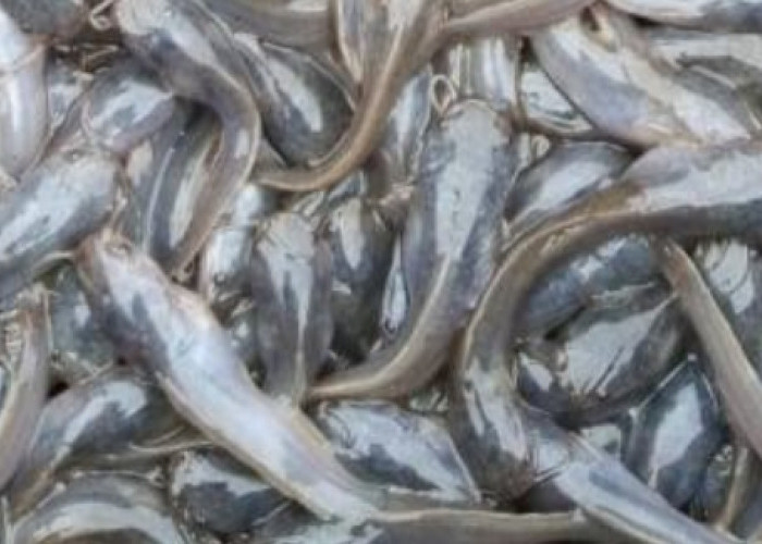 Selain Baik Untuk Ibu Hamil, Berikut Manfaat Ikan Lele Untuk Kesehatan