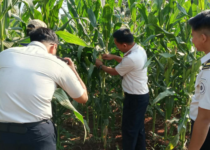 Jelang Panen Raya, Jagung Rutan Sukadana Bertahan di Tengah Kemarau