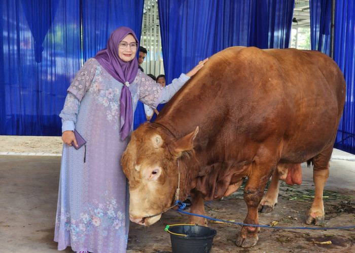 Permintaan Kurban Melonjak, Lampung Kirim Lebih dari 60 Ribu Ekor Sapi ke Berbagai Daerah