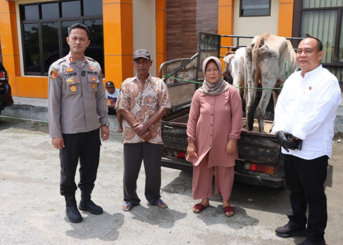 Samijo Terharu, Sapi Miliknya Yang Hilang Kini Kembali