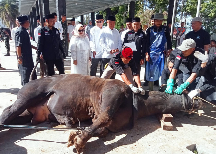 Bupati Tanggamus Saksikan Penyembelihan Kurban di Islamic Center, 7 Sapi dan 28 Kambing Dibagikan untuk Warga