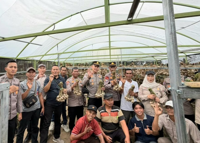 Empat Polres Sumsel Belajar Budidaya Bawang Putih di Tanggamus