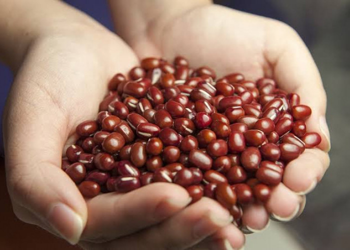 5 Manfaat Kacang Merah untuk Kesehatan 