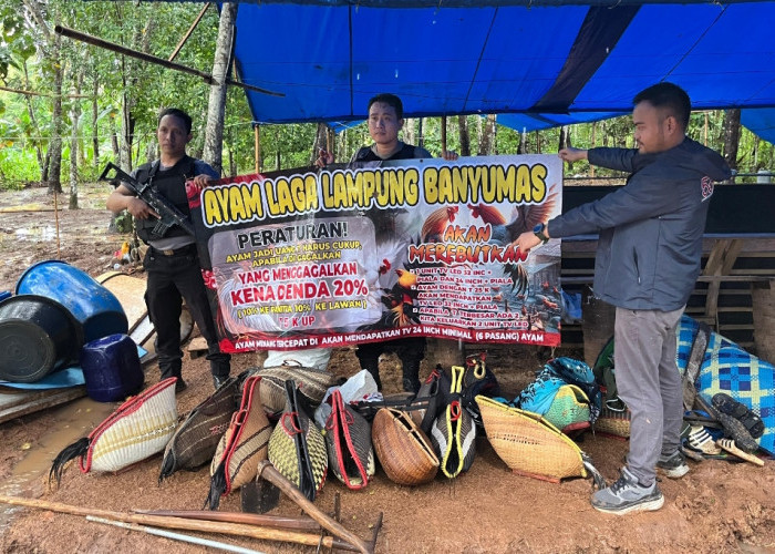 Pelaku Judi Sabung Ayam dan Koprok di Pringsewu Kabur,Polisi Hanya Amankan Barang Bukti