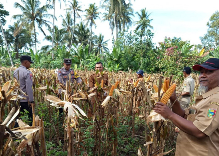 Dukung Ketahanan Pangan Polres Tanggamus dan Warga Panen Jagung Ini Lokasinya