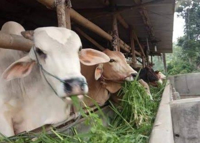 20 Ekor Sapi Bantuan Lenyap