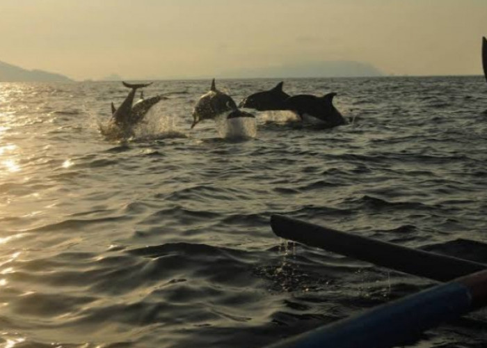 5 Tempat Wisata Pantai di Kabupaten Tanggamus, Nomor 1 Bisa Menyaksikan Lumba Lumba di Alam Liar