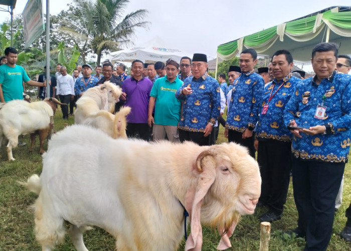 Bazar Hewan Kurban Tanggamus 2026 Dibuka, Bupati Borong 10 Kambing Milik Peternak Lokal
