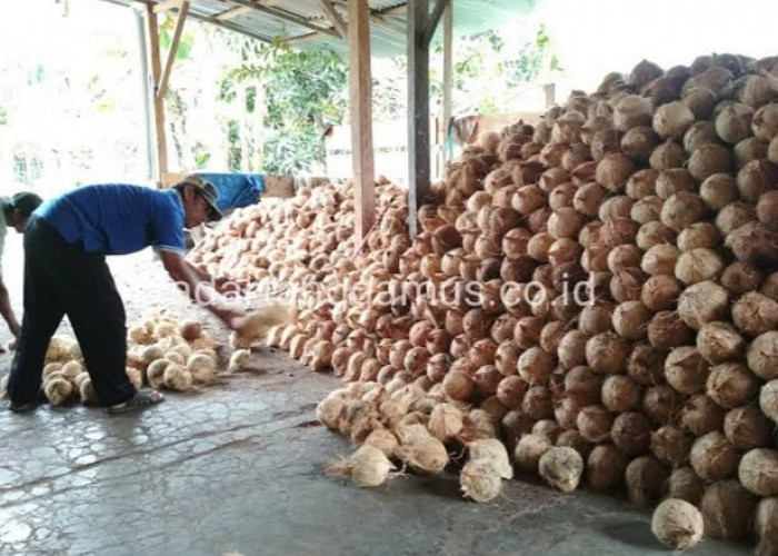 7 Kecamatan dengan Produksi Kelapa Terbanyak di Kabupaten Tanggamus Lampung