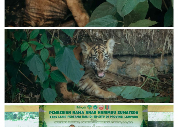 Dua Anak Harimau Sumatera Yang Lahir di Lembah Hijau Diperkenalkan Oleh Gubernur Lampung 