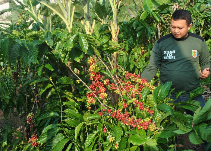 Produksi Kopi Tanggamus Capai 39.239 Ton, Ulubelu Jadi Sentra Terbesar