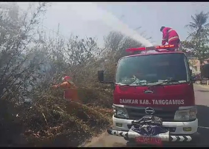 6 Ha Lahan di Pekon Tanjung Kemala, Pugung Terbakar