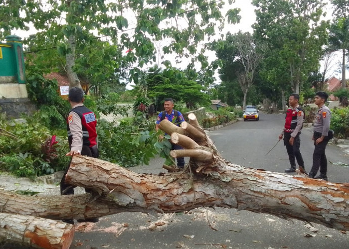 Banyak Pohon Tumbang Disebabkan Angin Kencang, Dinas Damkarmat Tanggamus Imbau Warga Ekstra Hati-hati