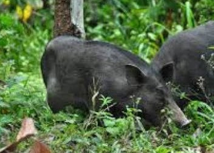 Tanaman Petani Karang Berak Dirusak Hama Babi Dan Monyet