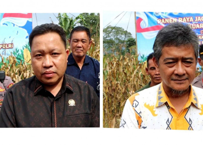 Pemkab dan DPRD Tanggamus Apresiasi Panen Jagung Polres, Produktivitas Tembus 9 Ton per Hektare