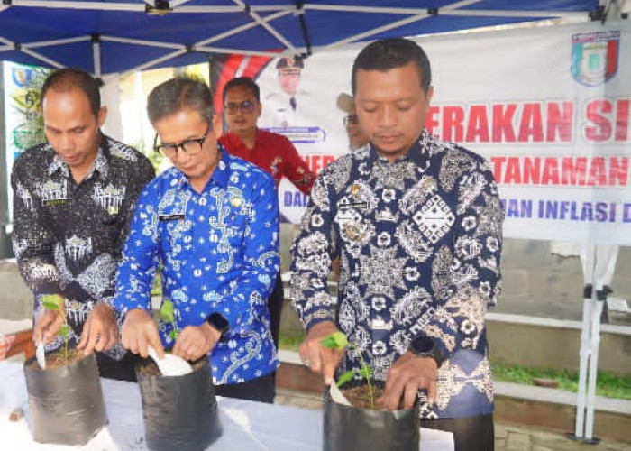 Bupati Pringsewu Canangkan Gerakan Tanam Cabai, Tekan Inflasi dari Pekarangan Rumah