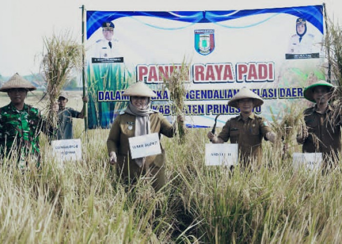 Panen Raya di Wonosari, Pemkab Pringsewu Perkuat Dukungan untuk Petani