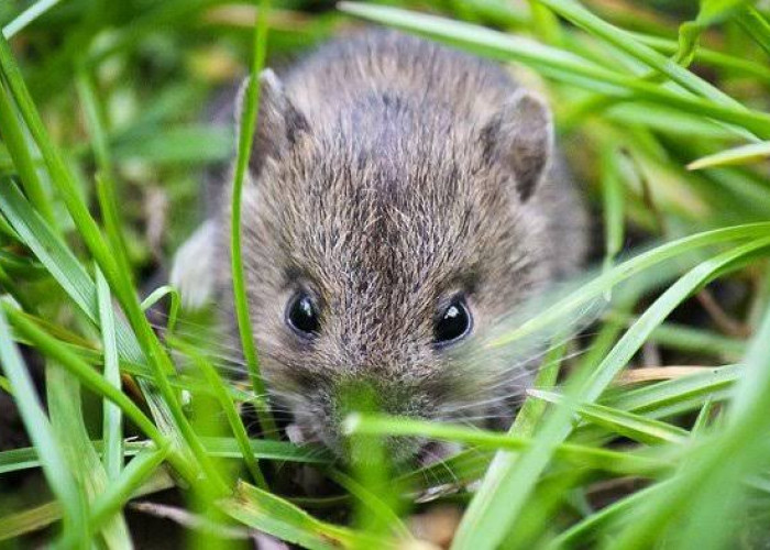 Tikus Menyerang Padi, UPT Menghimbau Petani