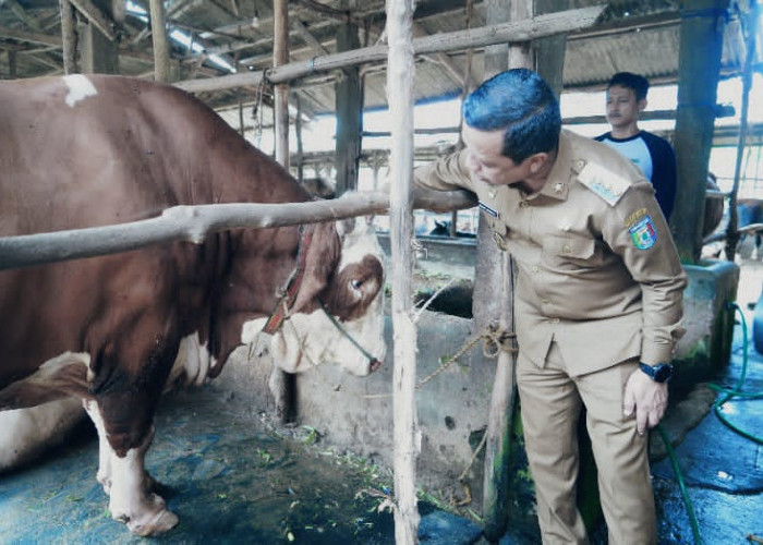 Bupati Pringsewu Terima Sapi Kurban Dari Presiden Prabowo Berbobot 1,1 Ton 