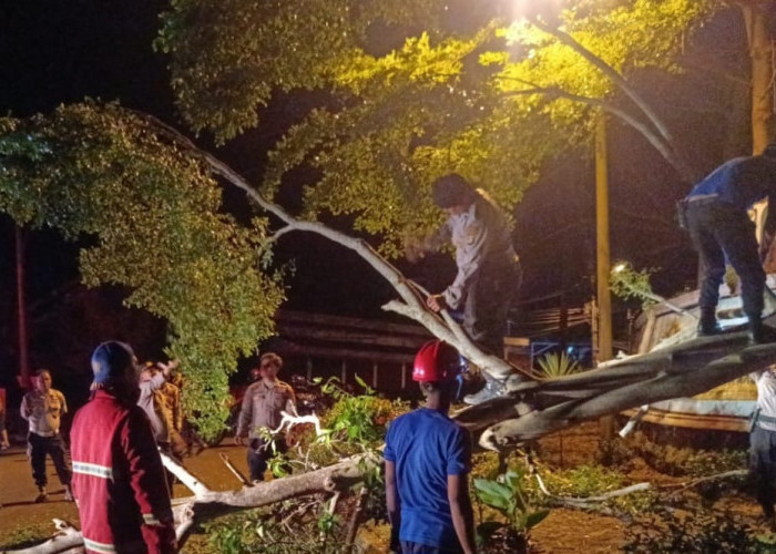 Polisi, Damkar dan Warga Evakuasi Pohon Tumbang di ruas Jalan Perkantoran Pemkab Tanggamus