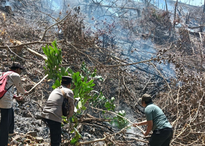 Api Berkobar di Tanggamus! Setengah Hektare Lahan di Pekon Umbar Terbakar