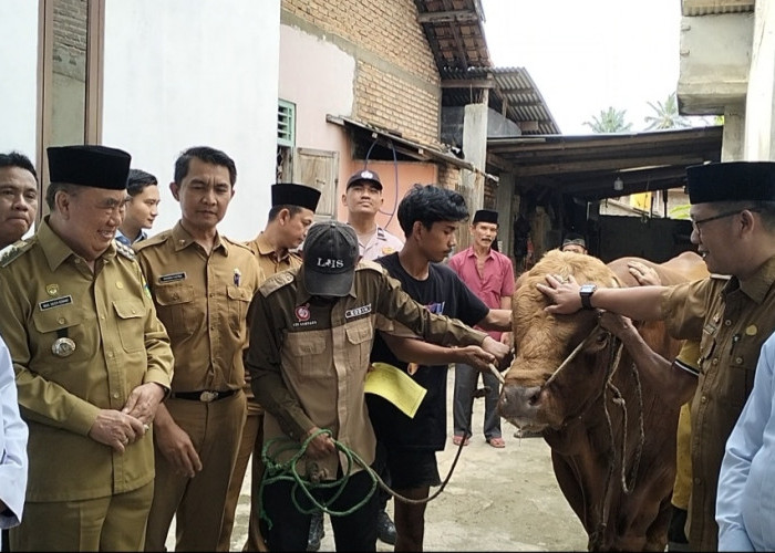 Bupati Tanggamus Serahkan Sapi Kurban Presiden Prabowo Seberat 1 Ton ke Masjid Al-Khasyi’in