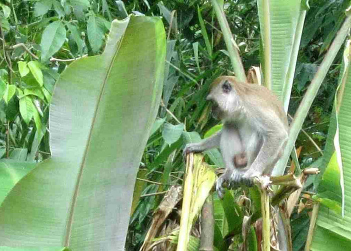 Petani Pisang Di Tanggamus Merugi. Belum Panen Sudah Di Serang Kawanan Monyet
