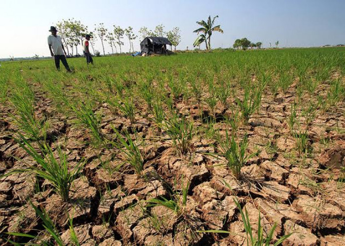Dampak El Nino, 147 Hektar Sawah di Kabupaten Tanggamus Gagal Panen