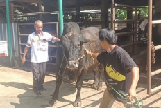 Sapi “Ireng” Nyaris 1 Ton Asal Lampura Dipilih Jadi Kurban Presiden Prabowo 