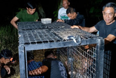 Beruang Masuk Kebun Warga Tanggamus, BKSDA Pasang Kandang Jebak