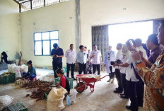 Kementerian Koperasi Tinjau Sentra Mocaf Pringsewu, Dorong Jadi Penggerak Ekonomi dan Ketahanan Pangan
