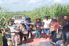 Program Perluasan Tebu Dongkrak Pendapatan Petani Lampung Utara