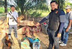 Polisi Gerebek Arena Sabung Ayam di Jati Agung, Sembilan Motor dan Tiga Ayam Disita
