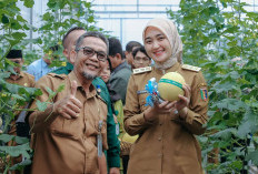 Wagub Jihan Panen Melon Smart Greenhouse di Natar