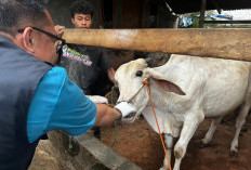 Lampung Kerahkan 1.229 Petugas, Pengawasan Hewan Kurban Idul Adha 2026 Diperketat