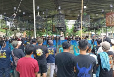 Ratusan Kicau Mania Ikuti Lomba Burung Kicau Yang Digelar Polres Tanggamus dan Granat