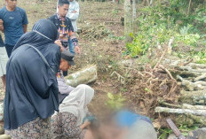 Lansia di Sumberejo Tewas Tertimpa Pohon Salam